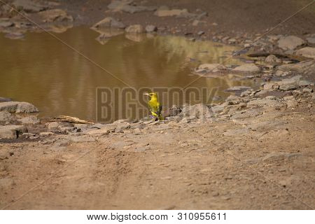 Indian Golden Oriole, Oriolus Kundoo At Ranthambore In Rajasthan, India.