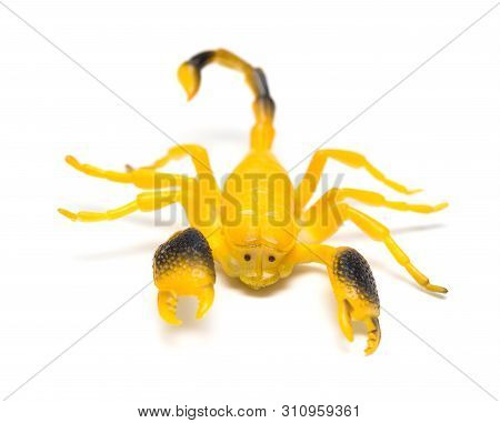 Side View Dummy Scorpion On A White Background
