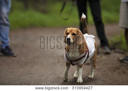 Beagle Dog At Arai In Pune, Maharashtra, India