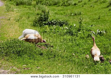 Summer. Day. Country Yard. Turkey And Babies - Turkeys. Adults And Small Birds. Pets. Turkeys Walkin