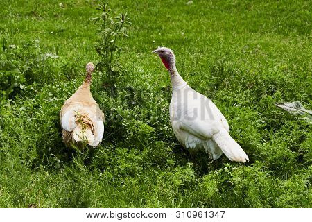 Summer. Day. Country Yard. Turkey And Babies - Turkeys. Adults And Small Birds. Pets. Turkeys Walkin