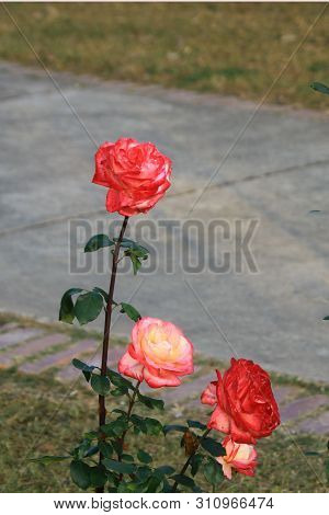 Pretty And Alluring Rose Flower On The Roadside
