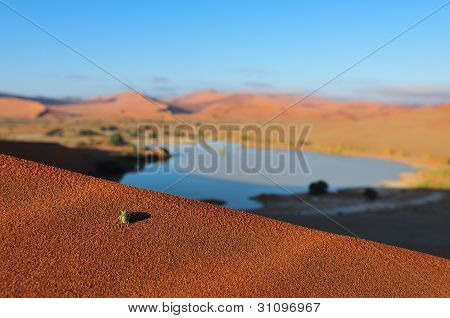 Um inseto em Sossusvlei no deserto do Namibe
