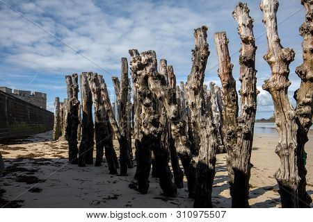 Big Breakwater, 3000 Trunks To Defend The City From The Tides, Plage De L Eventail Beach In Saint-ma