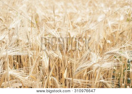 Background Of Ripening Ears Of Meadow Wheat Field. Rich Harvest.