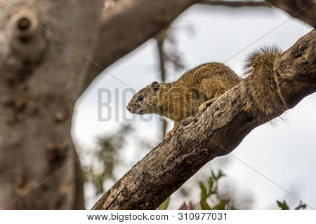 Squirrel On Tree Branch In The Pilanesberg National Park