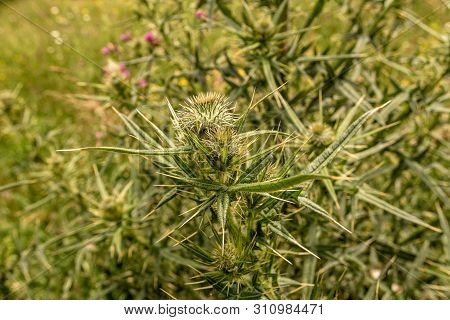 Spiny Wild Flower Wooly Thistle Cirsium Eriophorum