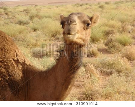A Curious Dromedary From The Algerian Sahara
