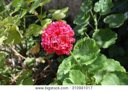A Red Geranium Flower In The Garden