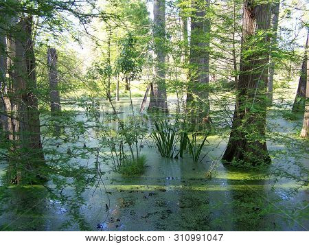 Impressive Trees Growing In A Swamp Located In Algeria
