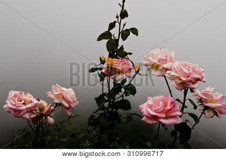 Beautiful Bush Of Pink Roses In The Fog