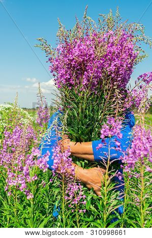 Man Holding An Armful Of Wildflowers Willow Herb Iwan Tea On The Background Of A Blooming Meadow. Cl