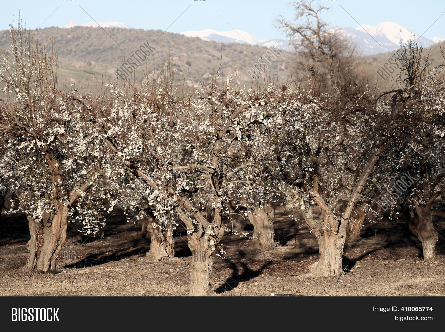 Obstbäume zentrale Sierra Nevada
