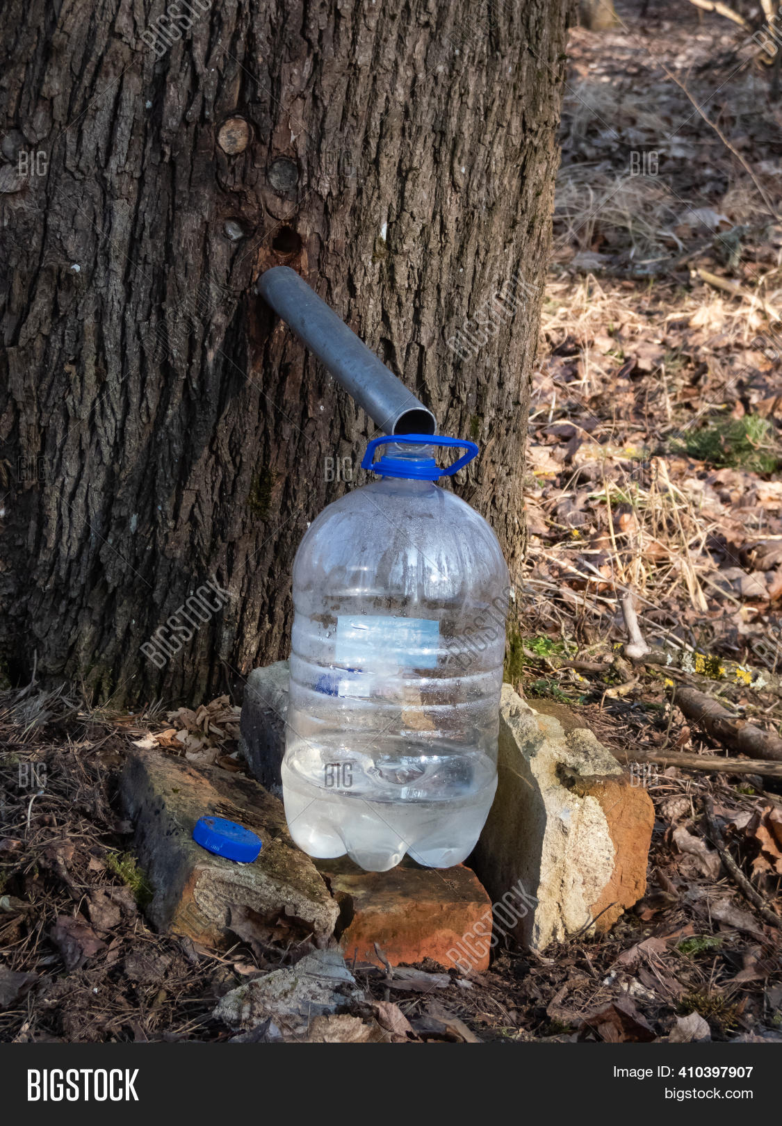 Collecting Sap Trunk Image & Photo (Free Trial) Bigstock