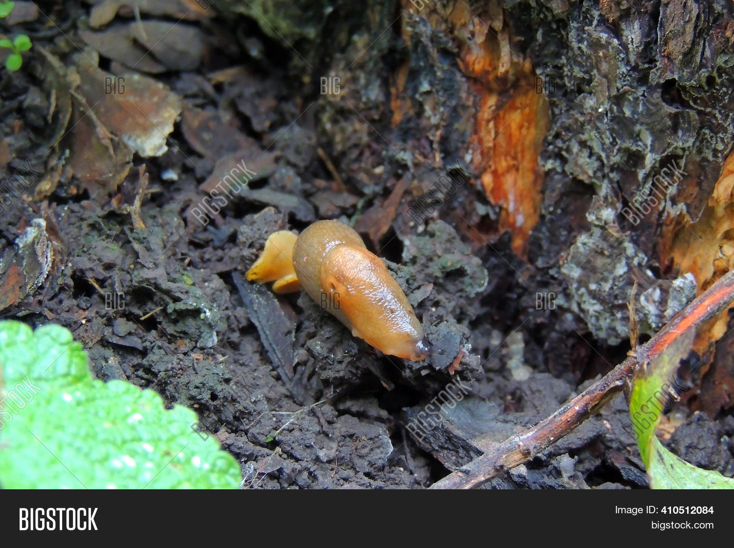 Closeup Snail Slime. Image & Photo (Free Trial) Bigstock
