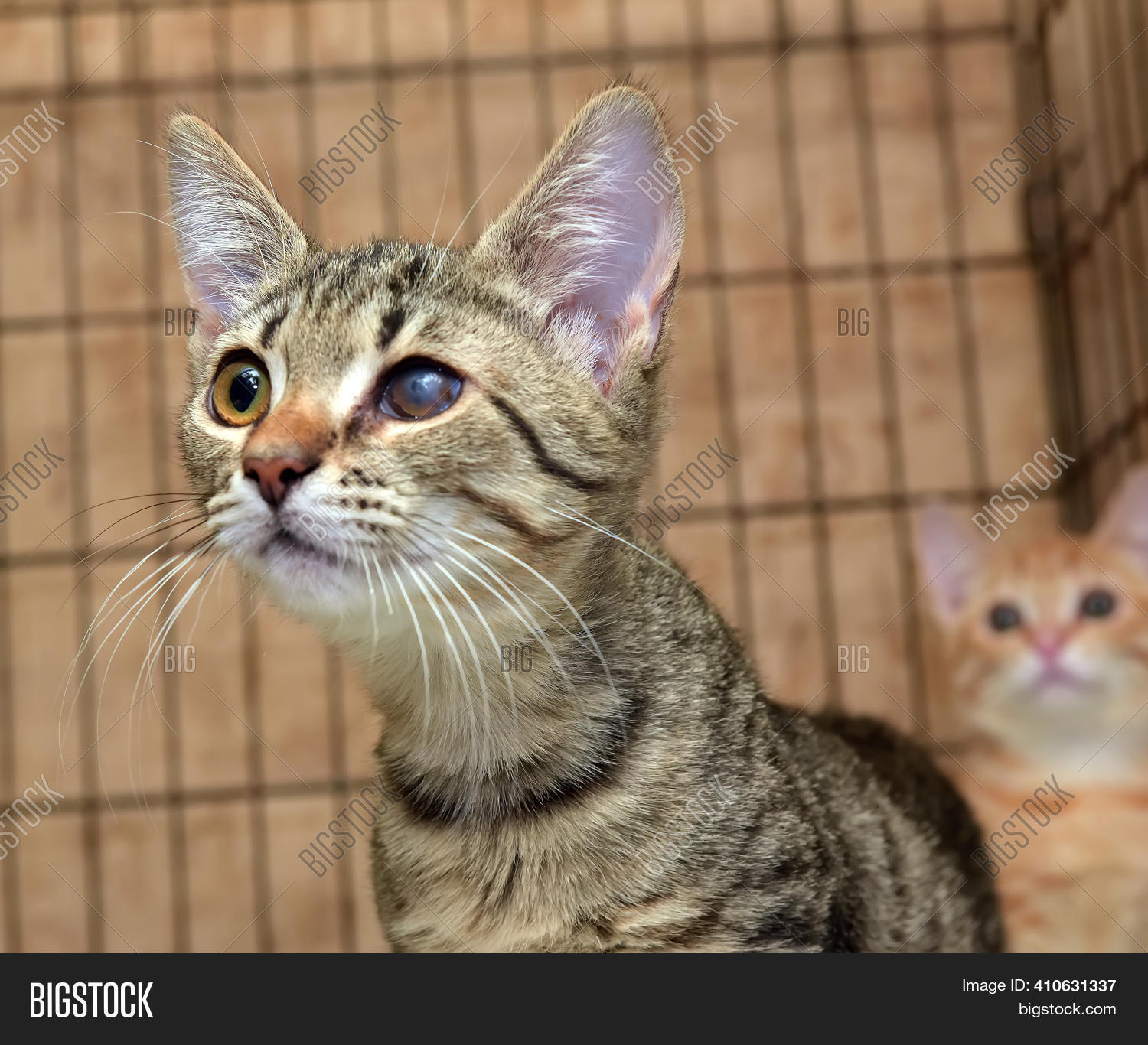 Homeless Kittens Cage Image & Photo (Free Trial) Bigstock