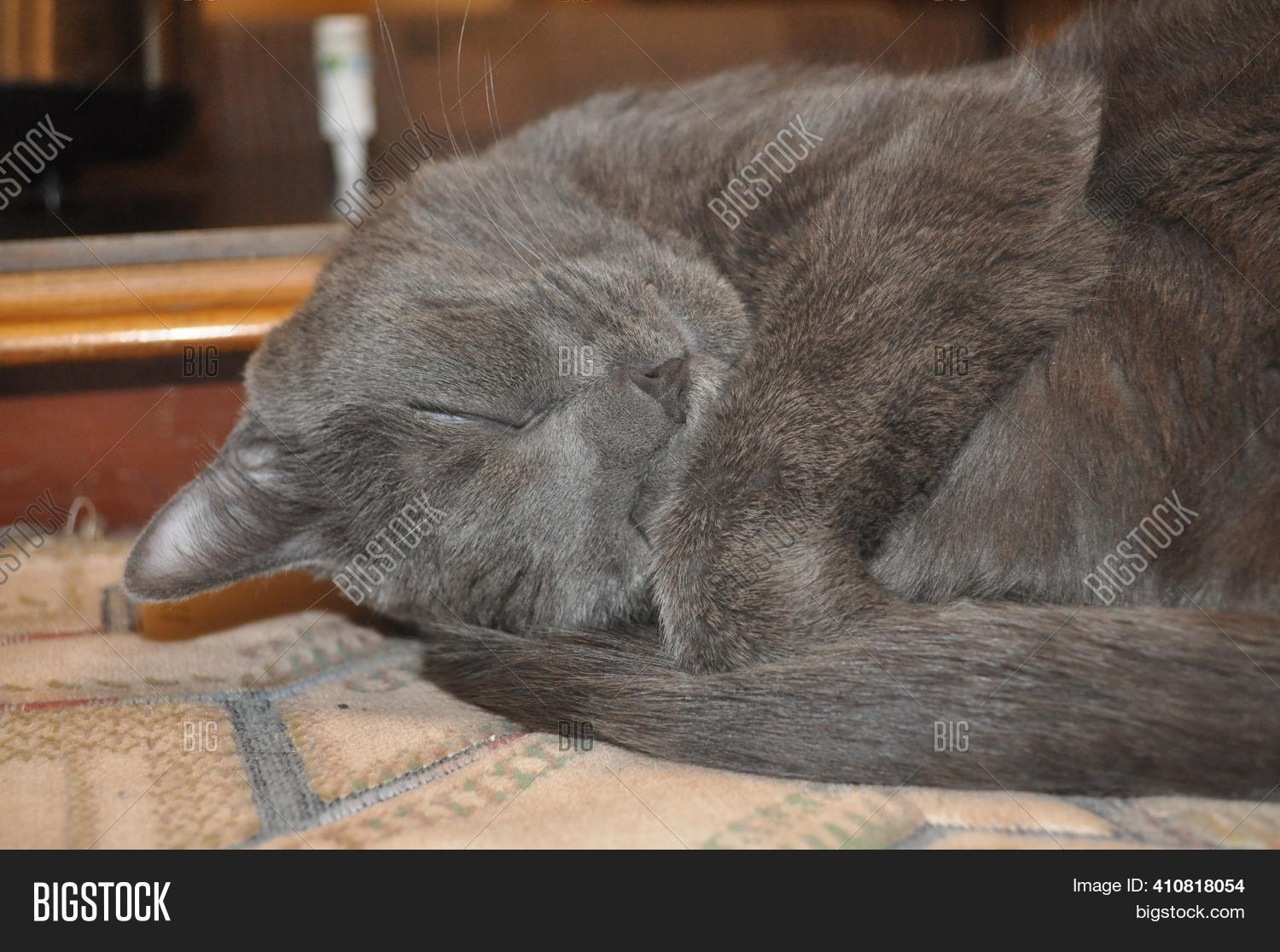 Grey Cat Sleeps On Bed Image & Photo (Free Trial) Bigstock
