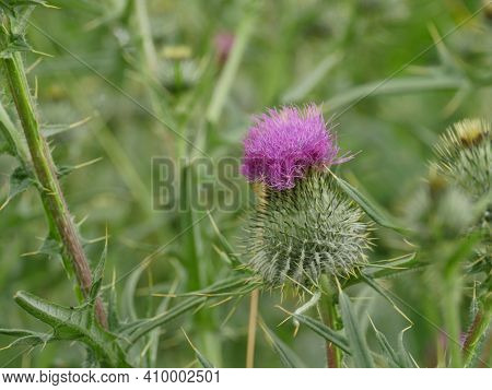 Thorny Cone Flower Onopordum Acanthium Close-up On A Green Background