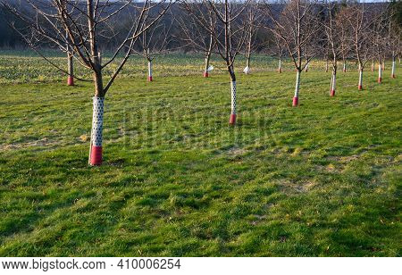 Planting Of A New Orchard, Windbreak, Bio Corridor, Alley Of Fruit Trees. Fixed To The Pole And Fenc