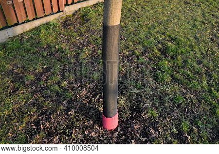 Planting Of A New Orchard, Windbreak, Bio Corridor, Alley Of Fruit Trees. Fixed To The Pole And Fenc
