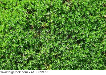 Green moss ( Polytrichum commune ) texture. Nature background.