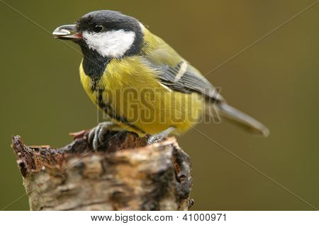 Great Tit