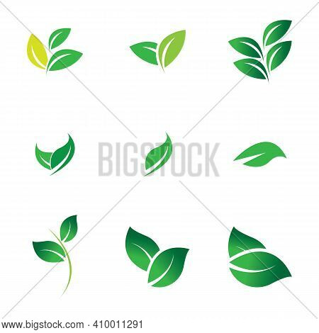 Leaf