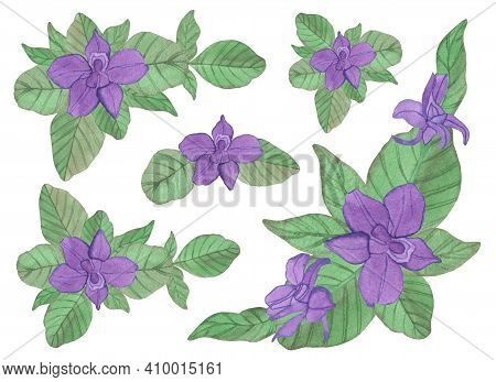 Watercolor Composition Of Violet Purple Spring Flowers With Leaves