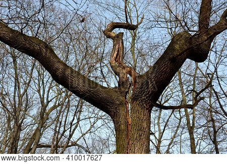 Cracked Trunk Longitudinally. It Can Be A Poorly Cultivated Double Crown With A Cavity, Or A Lightni