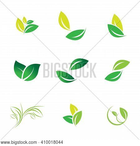 Leaf