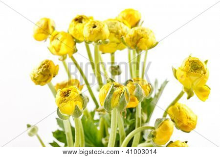 Ranunculus giallo