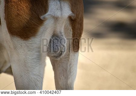 The Testicles Of The Estonian Hound. Close Up. View From The Side On A Sunny Summer Day.