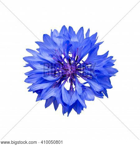 Close Up Of Blue Cornflower Flower Isolated On White Background.  Blue Cornflower Herb Or Bachelor B
