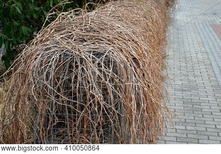 Woody Creeper With Airy Roots, The Shoots Are Reddish, Finished With Suction Cups. The Leaves Are Al