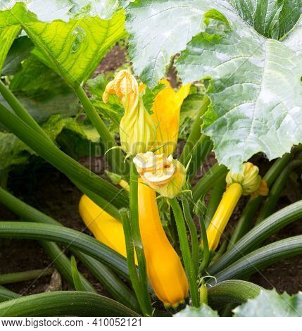 Zucchini Plant.  Zucchini With Flower And Fruit In Field. Green Vegetable Marrow Growing On Bush. Co
