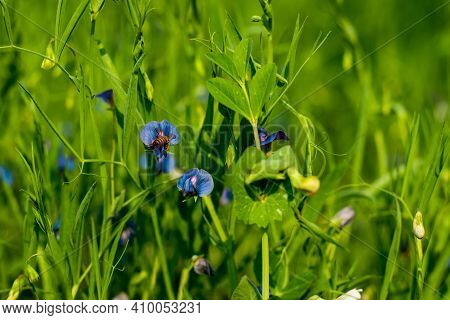 A Vetchling Found In Grassy Areas Of Europe, Lathyrus Nissolia, Having Long, Grass-like Leaves And S