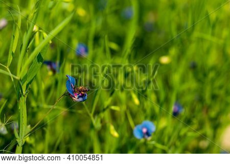 Grows Best In Dry Grassy Places Such As Roadsides, Grassy Banks, And Open Areas Within Woods, Bee Co
