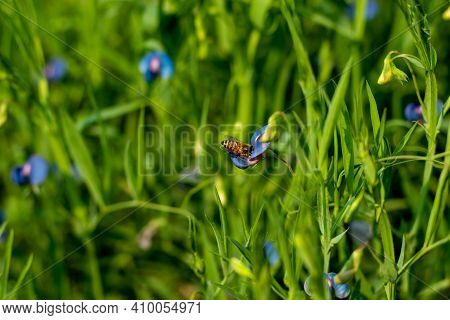 Lathyrus Nissolia The Name Of The Grass And The Leaves Look Very Grass-like, And These Leaves Are A 
