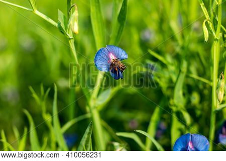 The Leaves Look Very Grass-like, Lathyrus Nissolia The Name, And These Leaves Are A Slightly Brighte