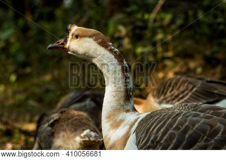 Tribe Stictonettini, Ducks, Geese, And Swans And The Freckled Duck Or Stictonetta Naevosa, Anserini 