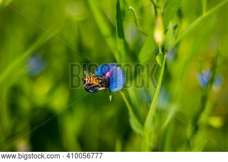 Vegetables And Flower Plant, Grass Vetchling, Lathyrus Nissolia, From The Fabaceae Family Long, Line