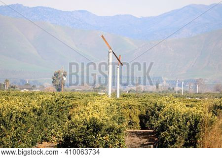 Orange Trees Surrounding A Rustic Wind Machine Which Circulates The Air To Prevent Hard Freezes Duri