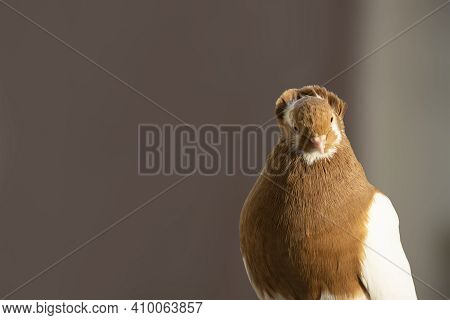 Red And White Color Capuchine Pigeon With Helmet