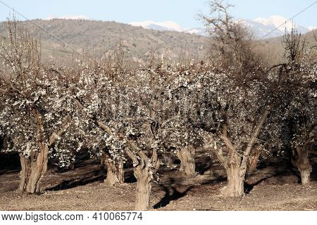 Almond Trees Flower Image & Photo (Free Trial) | Bigstock
