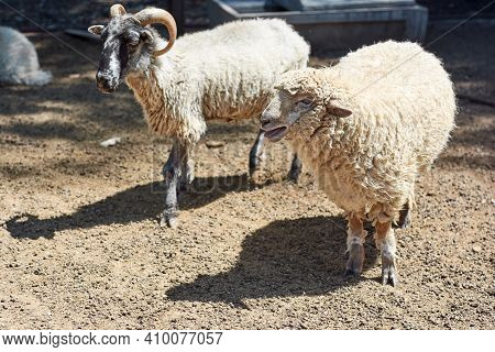Sheep Bleating And Ram Standing In The Corral At Farm