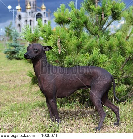 The Xoloitzcuintle, Mexican Hairless Dog. A Purebred Dog Poses.