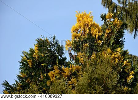 Is A Coniferous Plant With Yellow Needles, Especially Suitable For Hedges. For Better Coloring, It I