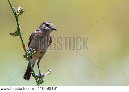 Young Stone-chat Or Saxicola Rubicola Bird In Wild Nature.