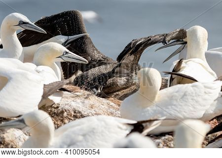 A Fighting Colony Of Gannets Attack A Young Bird On A Rock. Sea In The Background. Helgoland