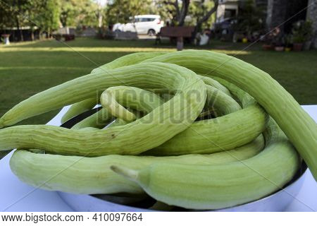 Yard-long Snake Cucumbers Heap, Very Long Thin Curvy Light Green Cucumber Bunch On White Background.